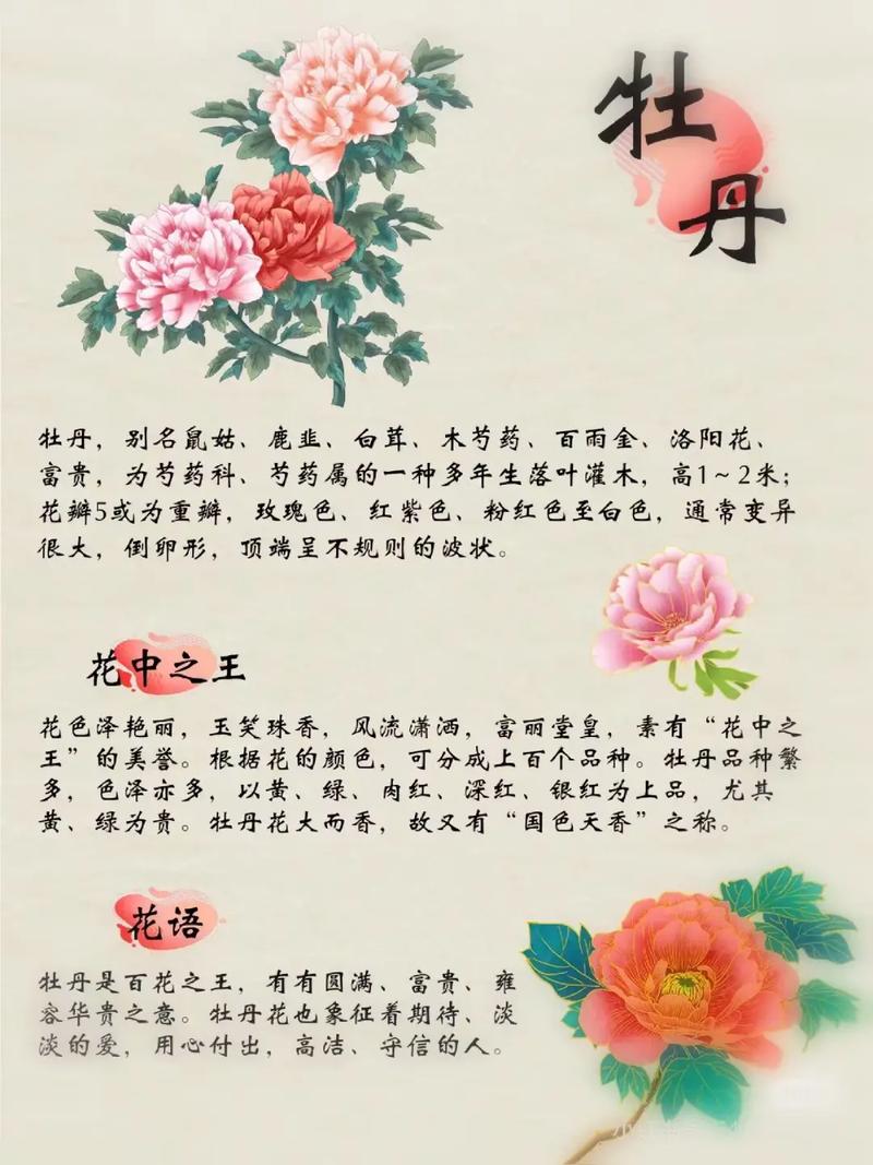 2017牡丹花卉限行-牡丹花市花-第2张图片