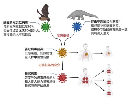 因为啥疫情/这次疫情因为什么-第4张图片