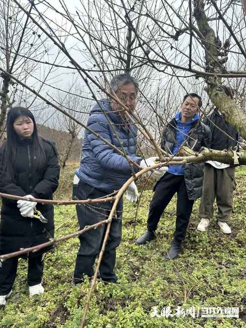 疫情期间果树/疫情期间水果滞销-第7张图片