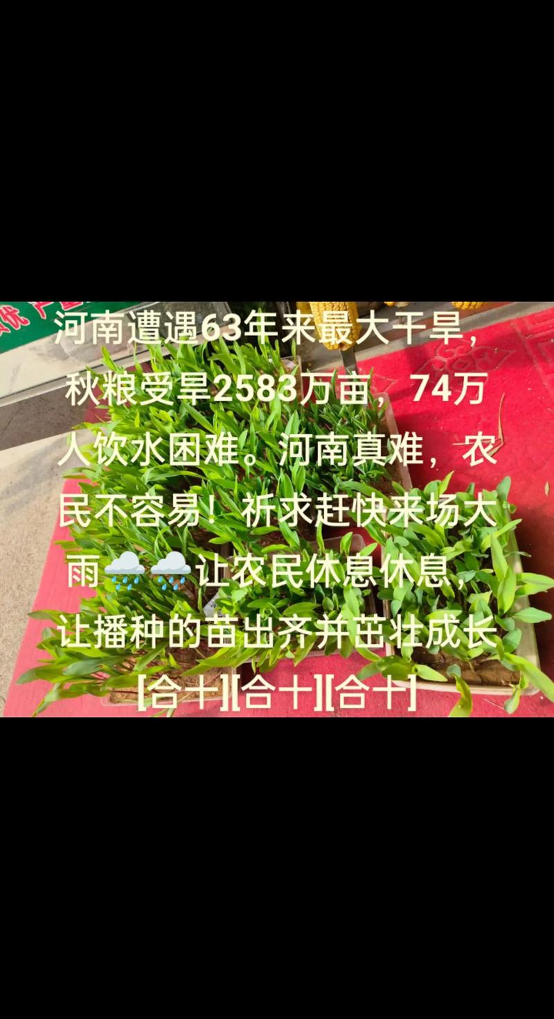 疫情灌溉春耕/疫情备春耕-第5张图片