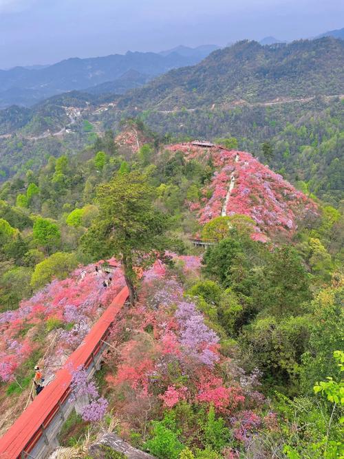 【疫情映山红/jd映山红】-第4张图片