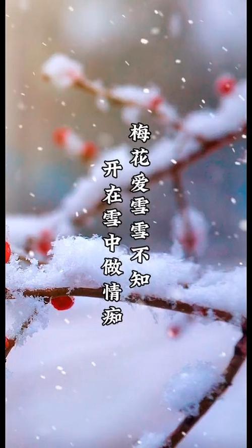 【梅花疫情诗/诗,梅花】-第4张图片