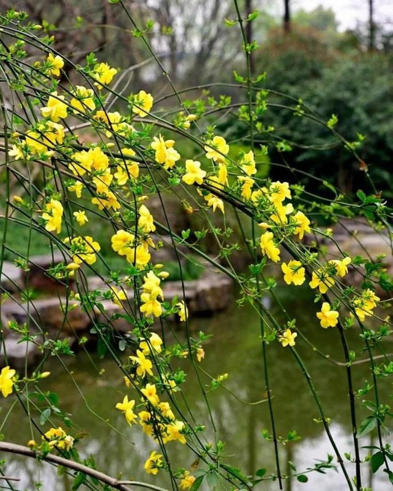 春来到疫情-春来到春来到