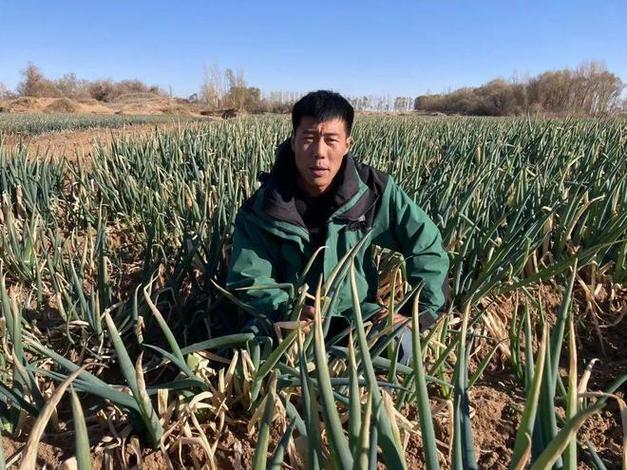 疫情滞销蔬菜-疫情滞销的农产品