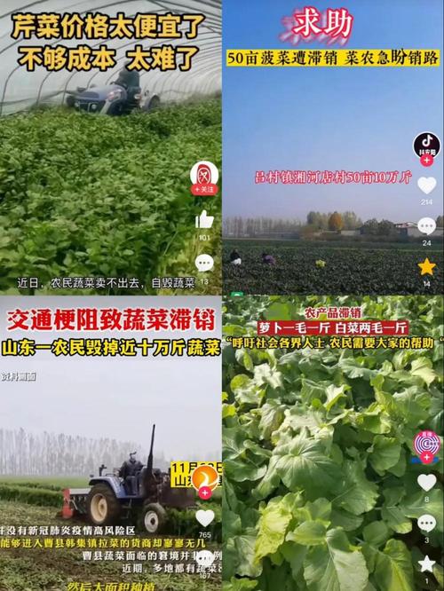 疫情滞销蔬菜-疫情滞销的农产品-第5张图片 疫情滞销蔬菜-疫情滞销的农产品-第5张图片