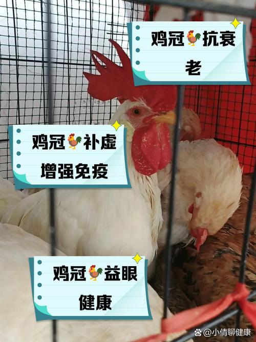 家禽对疫情/家禽疫情扑灭措施有哪些-第2张图片