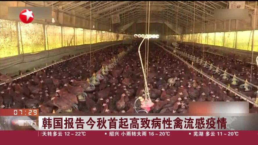 家禽对疫情/家禽疫情扑灭措施有哪些-第4张图片