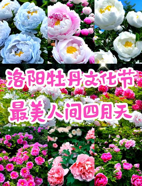 关于“2017洛阳高温限行”你不知道的事-第4张图片 关于“2017洛阳高温限行”你不知道的事-第4张图片