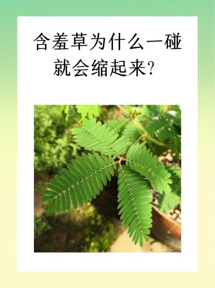 含羞草预测地震/含羞草预测地震视频-第4张图片 含羞草预测地震/含羞草预测地震视频-第4张图片