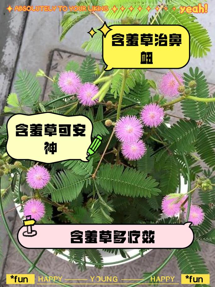 含羞草预测地震/含羞草预测地震视频-第5张图片 含羞草预测地震/含羞草预测地震视频-第5张图片
