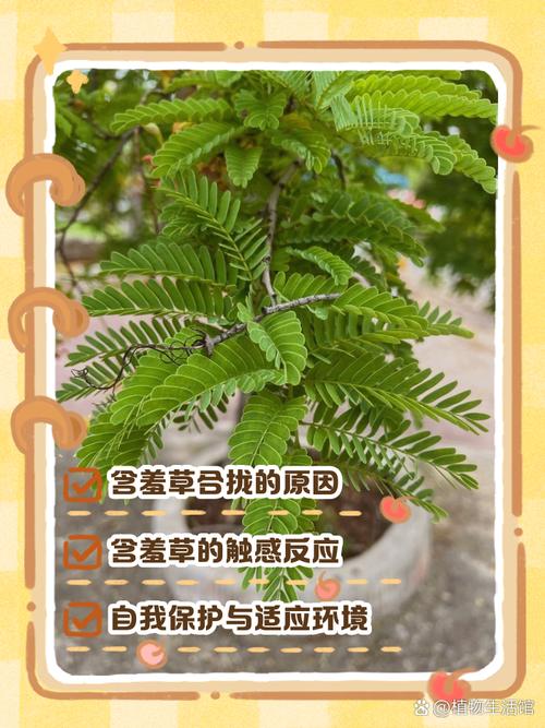 含羞草预测地震/含羞草预测地震视频-第6张图片 含羞草预测地震/含羞草预测地震视频-第6张图片