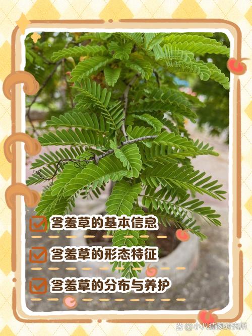 含羞草预测地震/含羞草预测地震视频-第7张图片 含羞草预测地震/含羞草预测地震视频-第7张图片