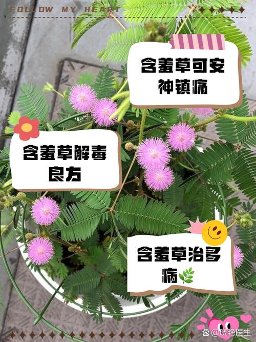 含羞草预测地震/含羞草预测地震视频-第8张图片 含羞草预测地震/含羞草预测地震视频-第8张图片