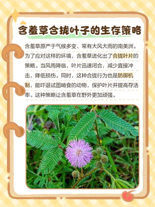 含羞草预测地震/含羞草预测地震视频-第10张图片 含羞草预测地震/含羞草预测地震视频-第10张图片