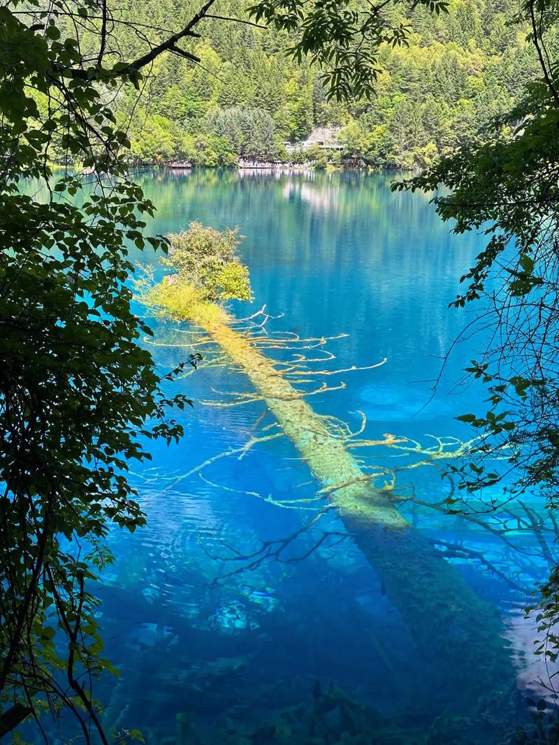 九寨沟地震影响-九寨沟地震影响哪些地方-第4张图片