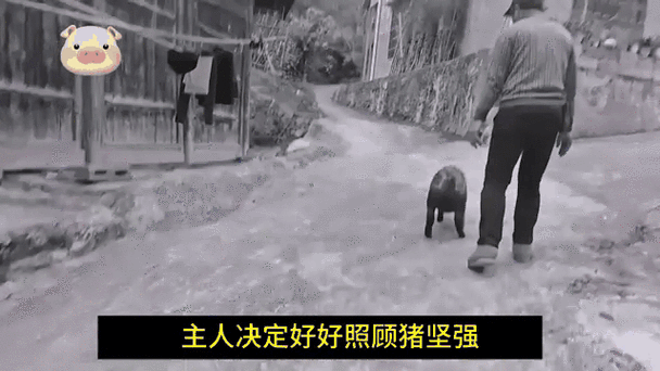 汶川地震猪坚强-汶川地震猪坚强活了多少年-第1张图片