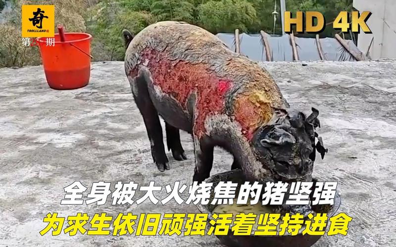 汶川地震猪坚强-汶川地震猪坚强活了多少年-第4张图片