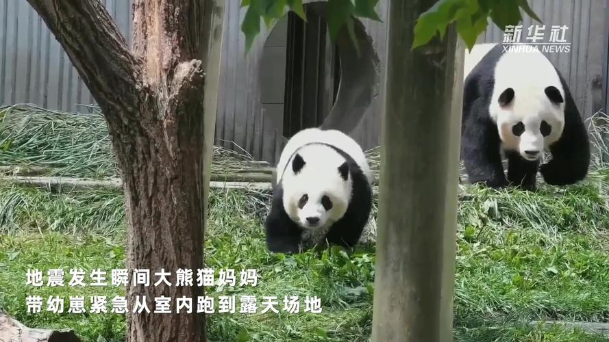 地震中的熊猫/地震死了多少熊猫