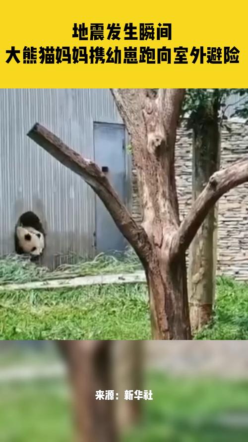 地震中的熊猫/地震死了多少熊猫-第4张图片 地震中的熊猫/地震死了多少熊猫-第4张图片