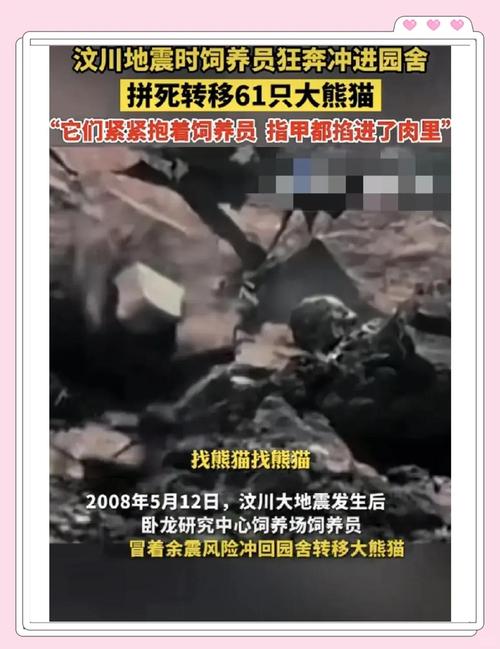 地震中的熊猫/地震死了多少熊猫-第5张图片 地震中的熊猫/地震死了多少熊猫-第5张图片