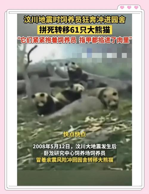 地震中的熊猫/地震死了多少熊猫-第6张图片 地震中的熊猫/地震死了多少熊猫-第6张图片