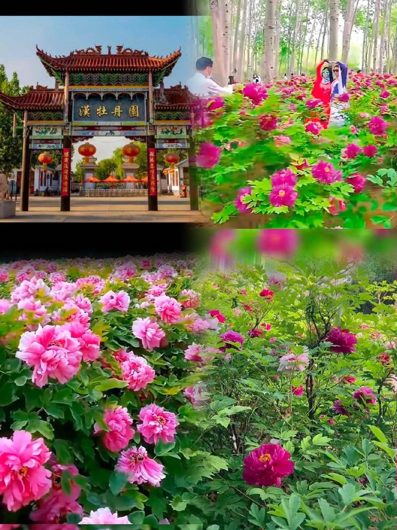 邯郸广平限号-邯郸广平限号时间-第3张图片