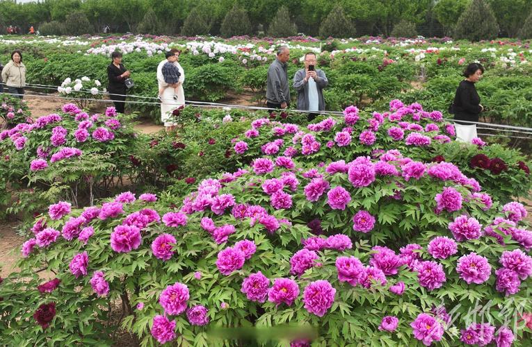 邯郸广平限号-邯郸广平限号时间-第6张图片