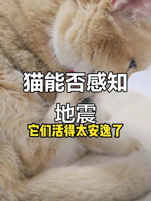 猫预感地震，猫在地震前有什么预兆-第2张图片