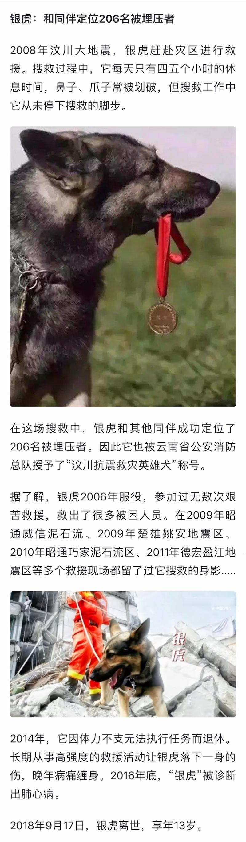 汶川大地震搜救犬-汶川地震67只搜救犬全部离世