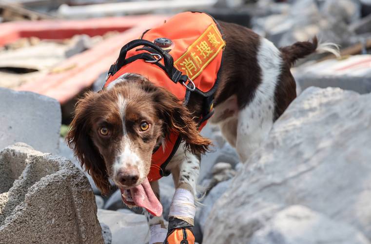 汶川大地震搜救犬-汶川地震67只搜救犬全部离世-第2张图片 汶川大地震搜救犬-汶川地震67只搜救犬全部离世-第2张图片