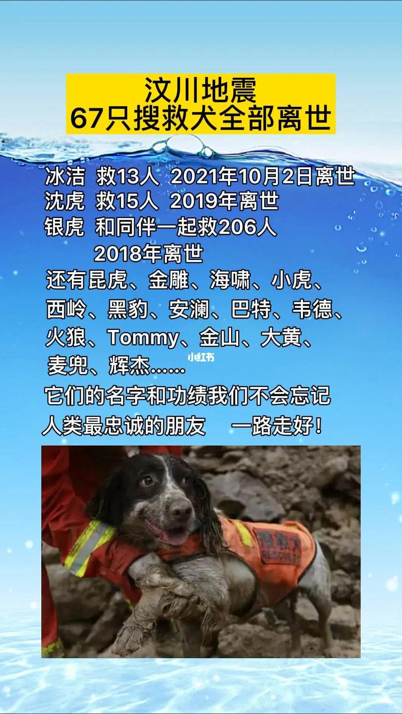 汶川大地震搜救犬-汶川地震67只搜救犬全部离世-第3张图片 汶川大地震搜救犬-汶川地震67只搜救犬全部离世-第3张图片