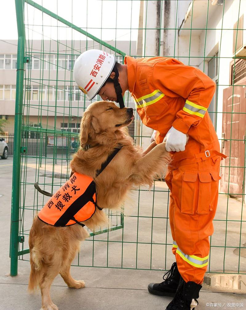 汶川大地震搜救犬-汶川地震67只搜救犬全部离世-第4张图片 汶川大地震搜救犬-汶川地震67只搜救犬全部离世-第4张图片