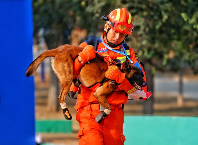 汶川大地震搜救犬-汶川地震67只搜救犬全部离世-第5张图片 汶川大地震搜救犬-汶川地震67只搜救犬全部离世-第5张图片