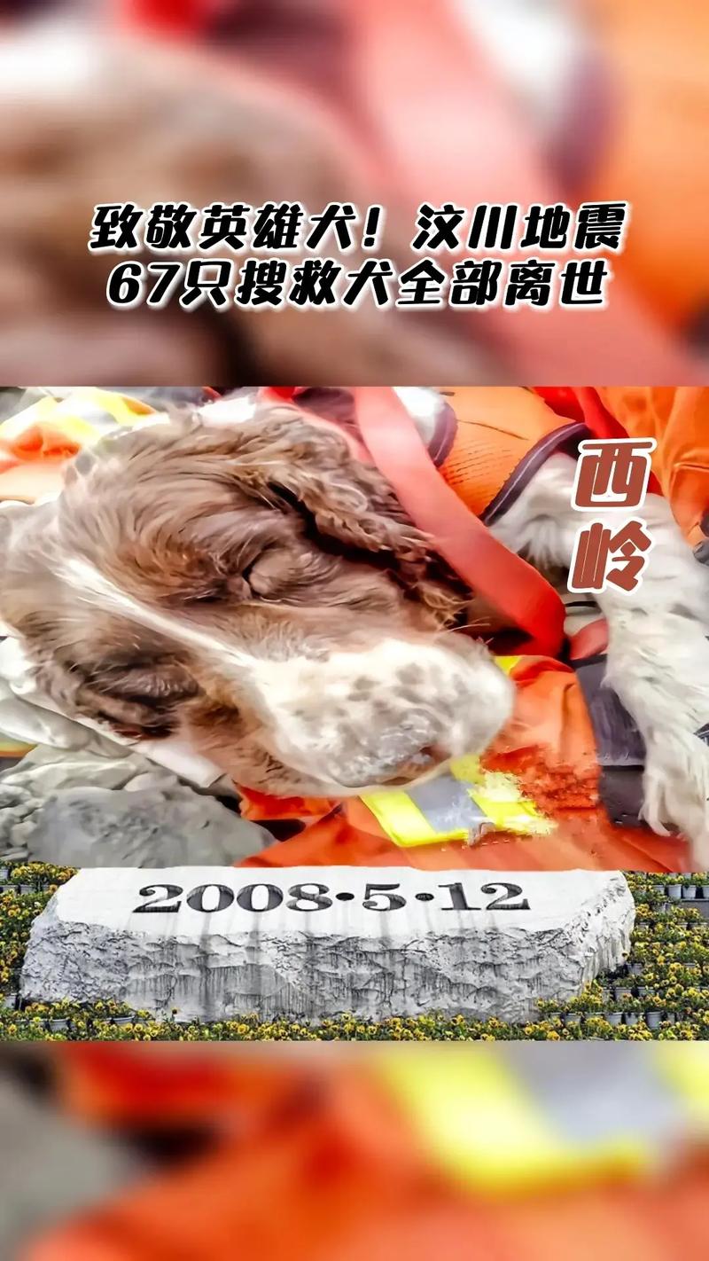 汶川大地震搜救犬-汶川地震67只搜救犬全部离世-第6张图片 汶川大地震搜救犬-汶川地震67只搜救犬全部离世-第6张图片