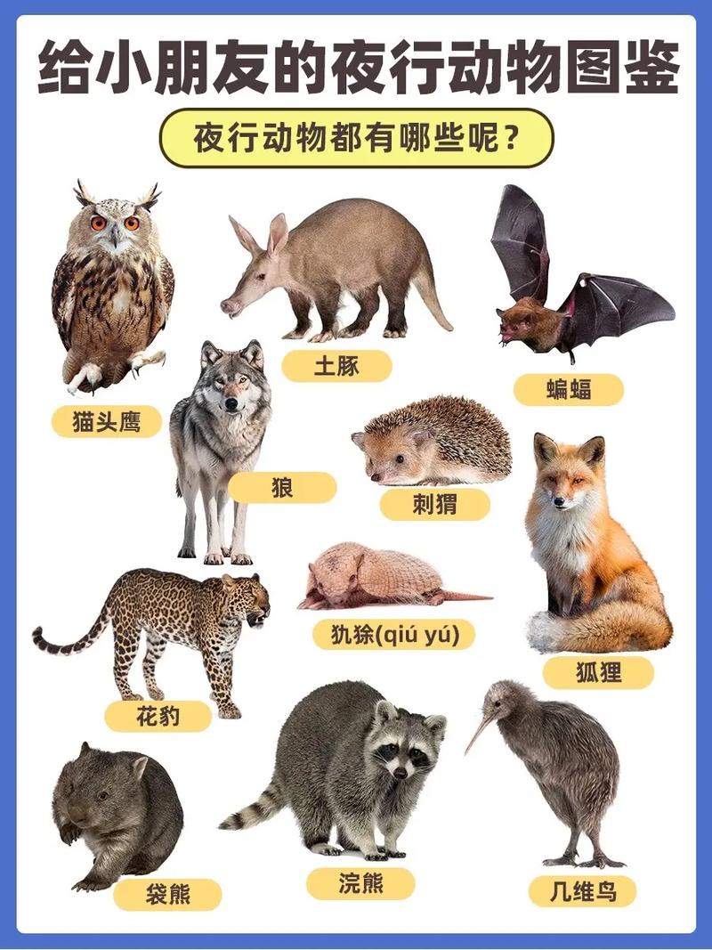 【有什么动物是夜里出行的/哪些动物夜里出来觅食】-第2张图片 【有什么动物是夜里出行的/哪些动物夜里出来觅食】-第2张图片