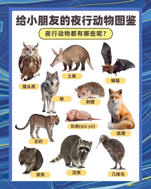 【有什么动物是夜里出行的/哪些动物夜里出来觅食】-第3张图片 【有什么动物是夜里出行的/哪些动物夜里出来觅食】-第3张图片