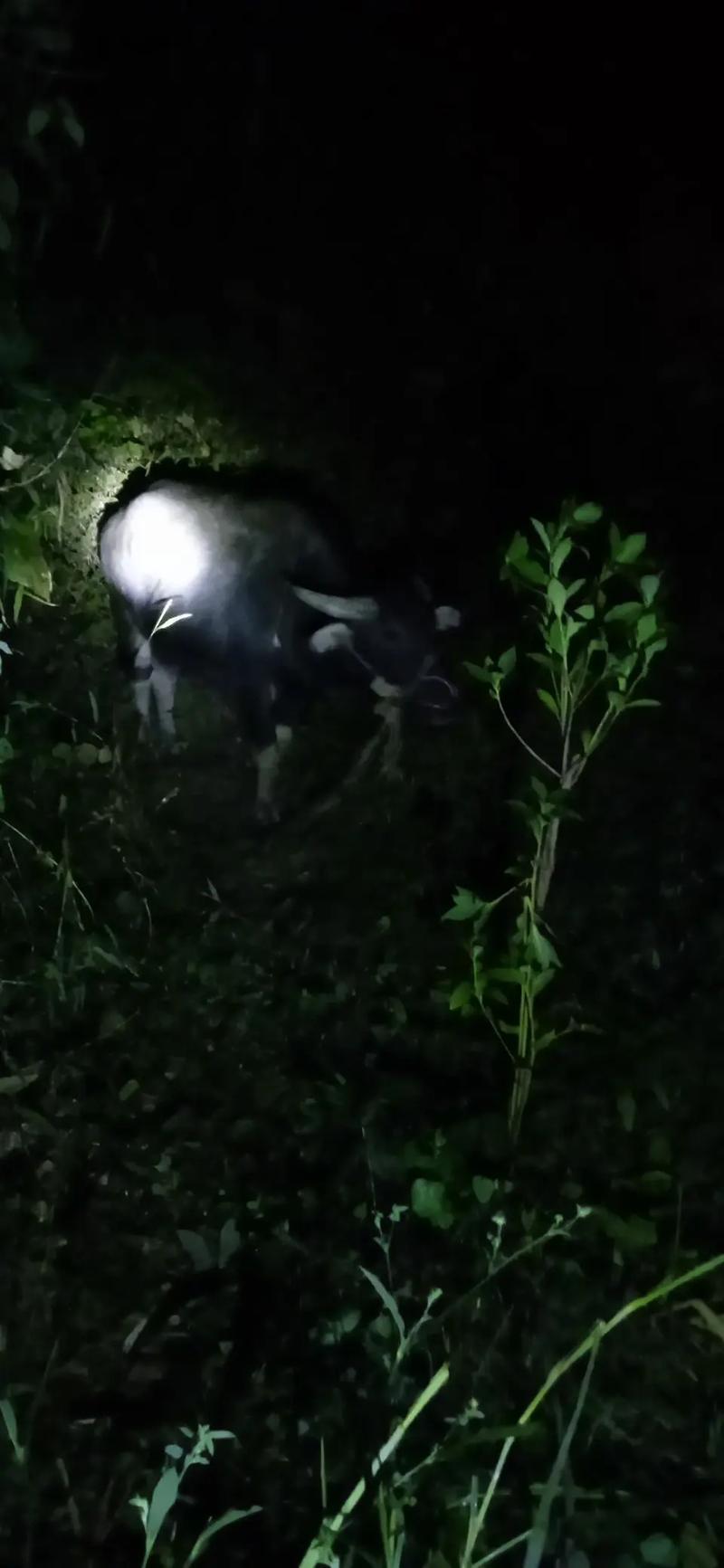 【有什么动物是夜里出行的/哪些动物夜里出来觅食】-第7张图片 【有什么动物是夜里出行的/哪些动物夜里出来觅食】-第7张图片