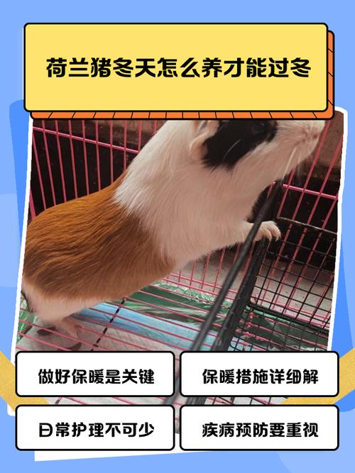 关于“冬天出行用什么装荷兰猪”你不知道的事
