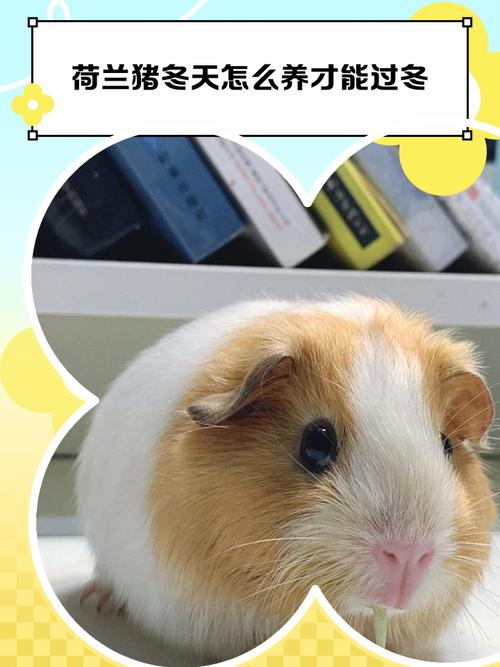 关于“冬天出行用什么装荷兰猪”你不知道的事-第2张图片