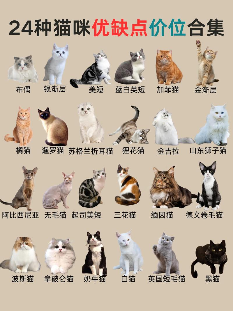 日本养猫出行需要注意什么/在日本养猫需要办手续吗-第3张图片