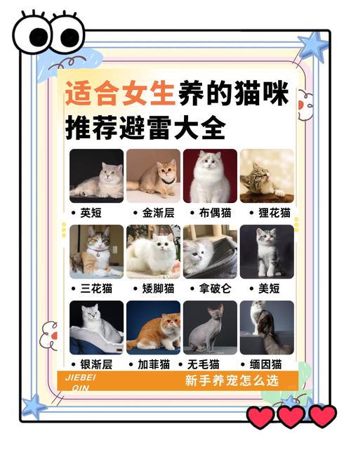 日本养猫出行需要注意什么/在日本养猫需要办手续吗-第4张图片