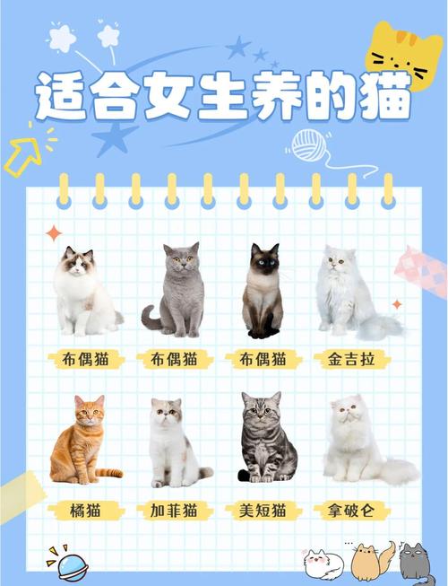 日本养猫出行需要注意什么/在日本养猫需要办手续吗-第5张图片