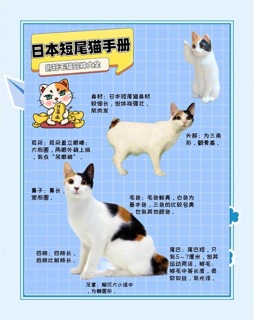 日本养猫出行需要注意什么/在日本养猫需要办手续吗-第7张图片