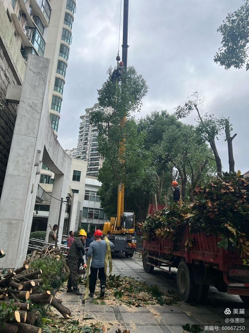 路边树木影响出行怎么办-马路边树木-第1张图片