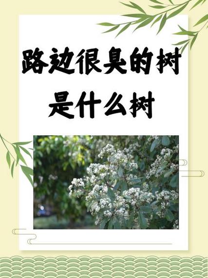 路边树木影响出行怎么办-马路边树木-第3张图片
