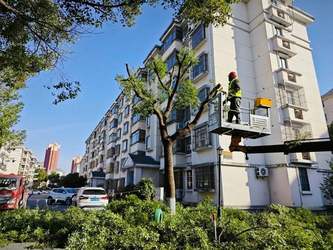路边树木影响出行怎么办-马路边树木-第5张图片