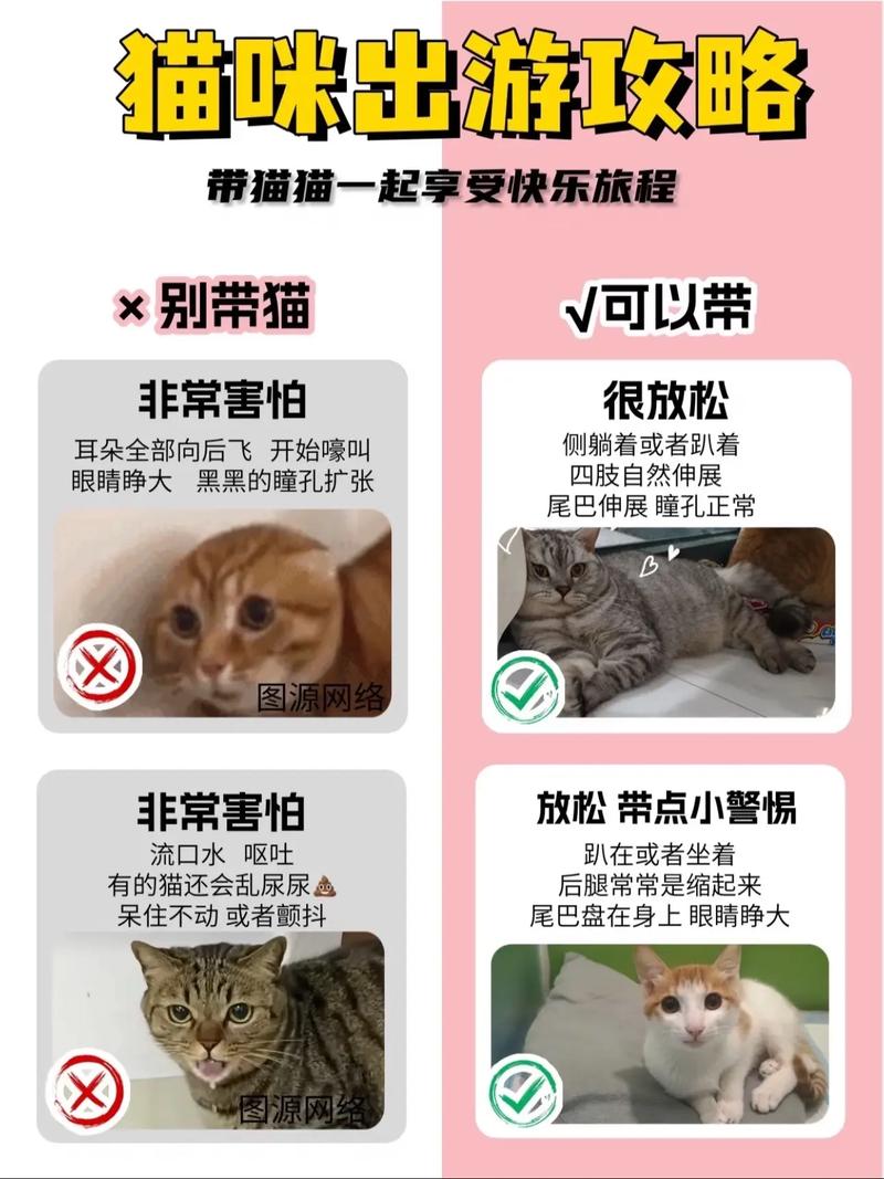 带猫出行的感受是什么/带猫出门旅行
