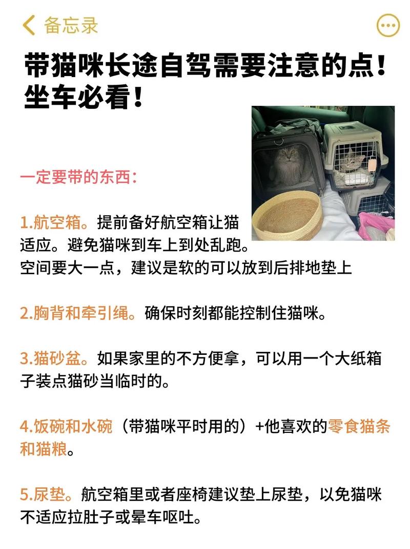 带猫出行的感受是什么/带猫出门旅行-第2张图片