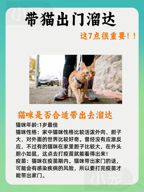 带猫出行的感受是什么/带猫出门旅行-第8张图片