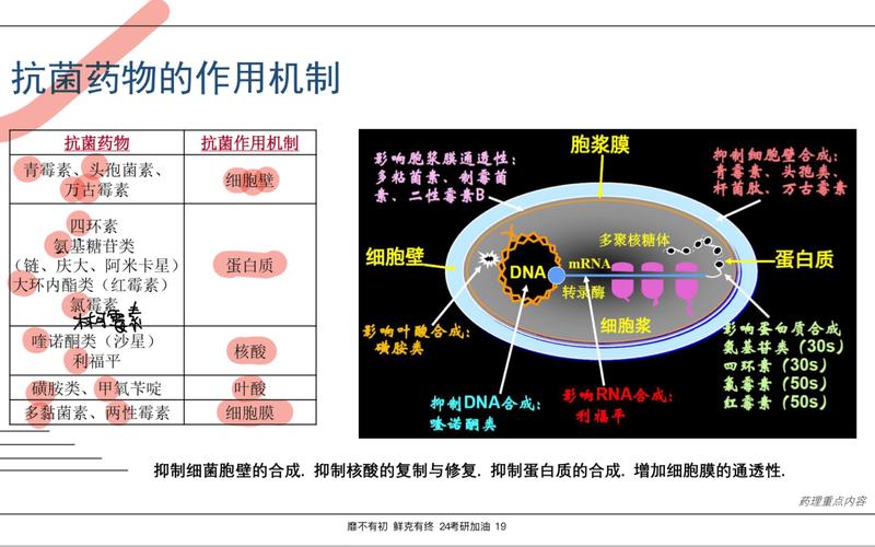 如何正确服用印度超级希爱力?在服用希爱力双效片时,应选择半粒还是一粒?-第4张图片 如何正确服用印度超级希爱力?在服用希爱力双效片时,应选择半粒还是一粒?-第4张图片